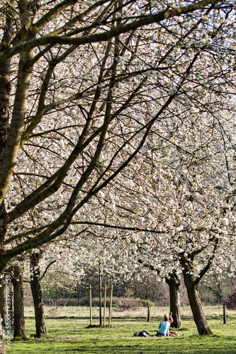 Kirschblüten im Park