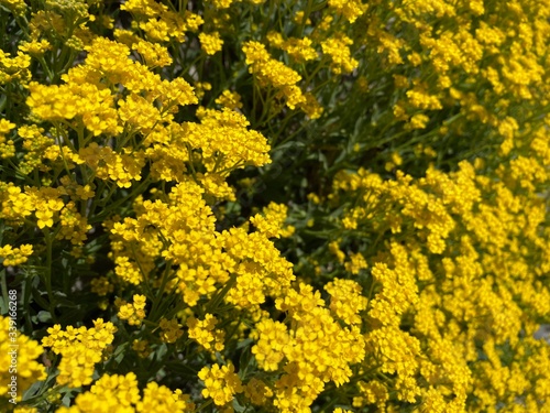 yellow flowers background