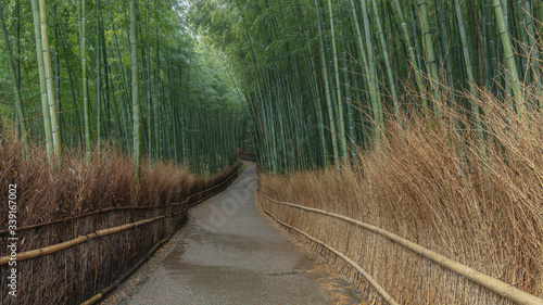 京都府 嵐山 竹林の小径 雨