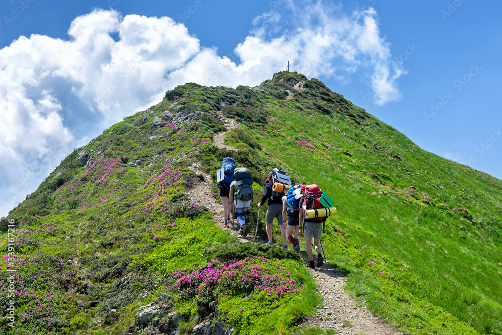 
Hikers with backpacks climb up the mountain in the Ukrainian Carpathians, a group of tourists with large backpacks moves on a mountain green flowering trail