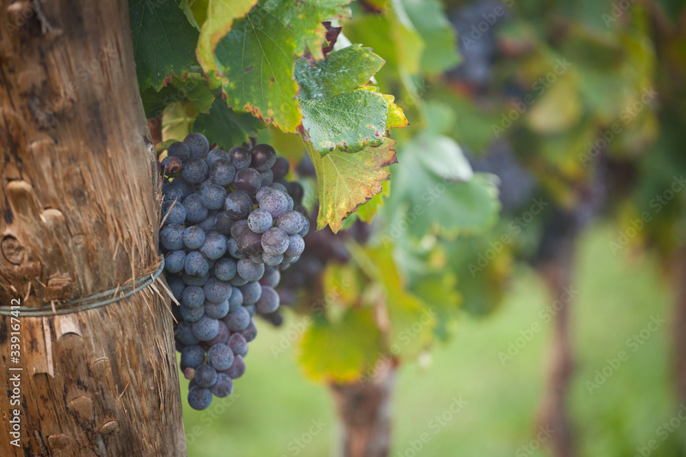 Obraz premium raisin