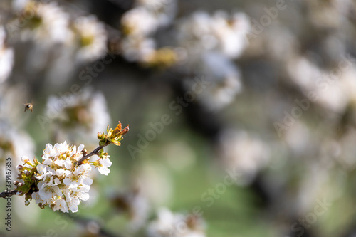 White blossom tree blurred background
