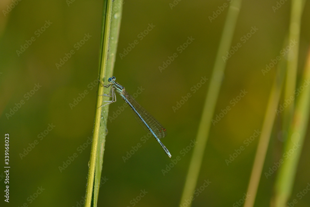 Blaue Federlibelle (Platycnemis pennipes), Männchen Blaue Federlibelle (Platycnemis pennipes), Männchen