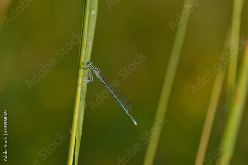 Blaue Federlibelle (Platycnemis pennipes), Männchen