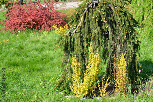 Inversa ordinary weeping spruce and ornamental barberry bushes in the park Fototapeta