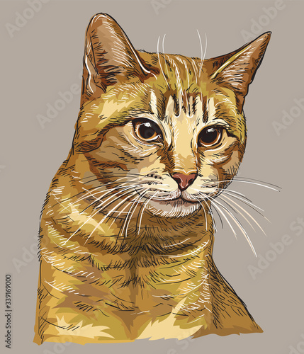 Vector hand drawing colorful cat 2