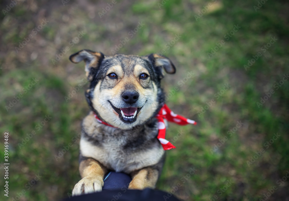 cute brown dog is on his master's lap in the summer garden on the grass and looks up faithfully cute brown dog is on his master's lap in the summer garden on the grass and looks up faithfully