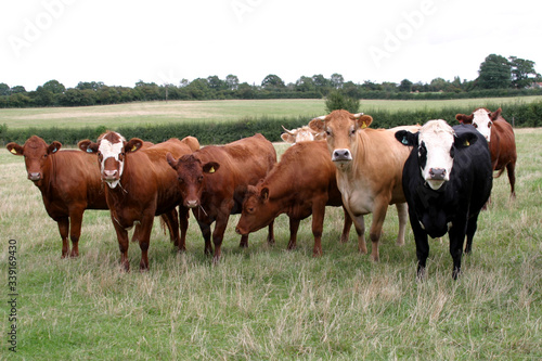A herd of cows in the English countryside