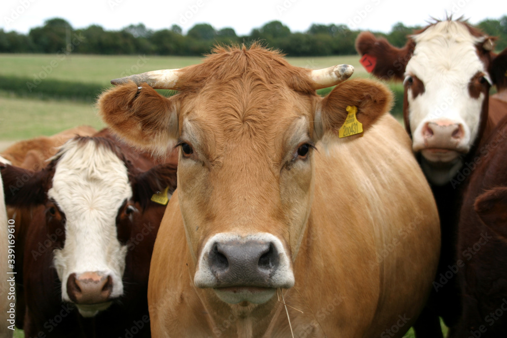 A close up photo of some curious cows in the UK