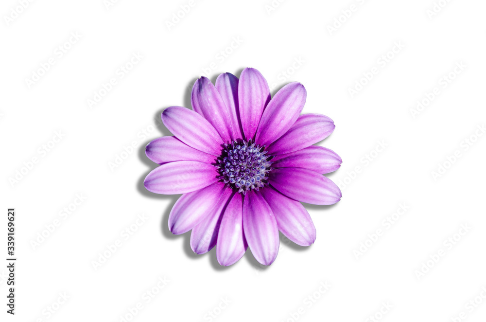 Purple flowers in a white patterned background