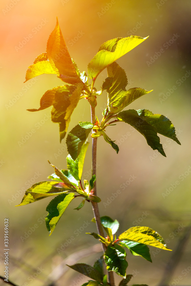 Closeup nature view green leaf on blurred background Closeup nature view green leaf on blurred background