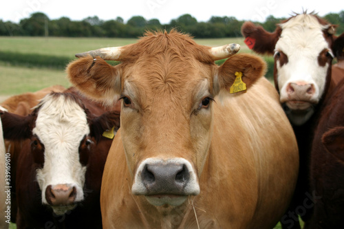 A close up photo of some curious cows in the UK
