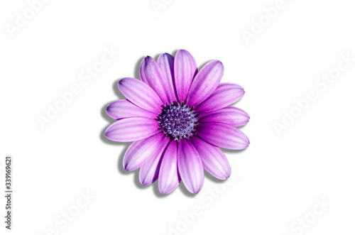 Purple flowers in a white patterned background