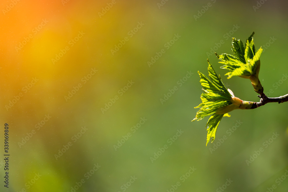 Closeup nature view green leaf on blurred background Closeup nature view green leaf on blurred background