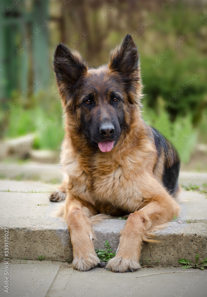 Portrait of a Curious German Shepherd dog. Purebred dog laying on a yard.