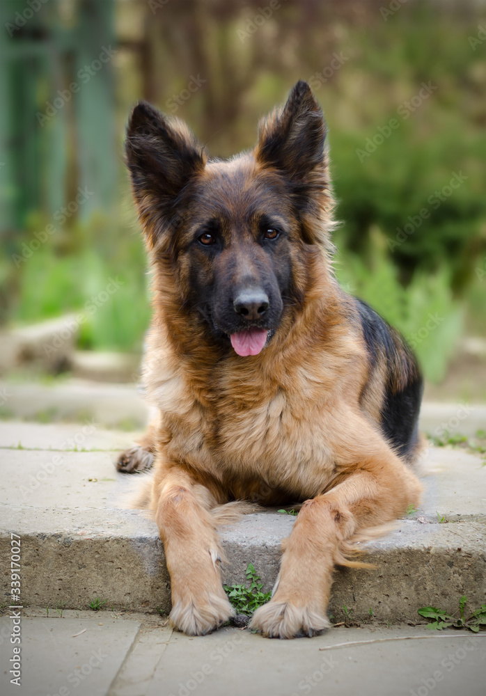 Portrait of a Curious German Shepherd dog. Purebred dog laying on a yard. Portrait of a Curious German Shepherd dog. Purebred dog laying on a yard.