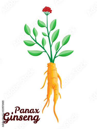 Root and leaves panax ginseng. Healthy lifestyle. For traditional medicine, gardening. Biological additives are. Vector colorful flat illustration of medicinal plants. Isolated on white background
