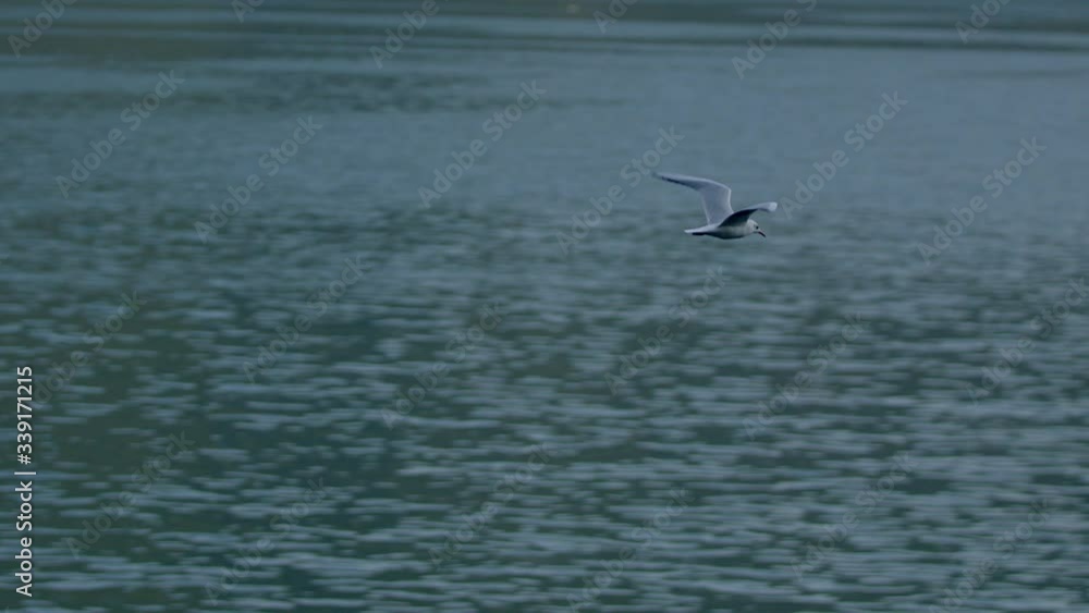A white seagull flies against a background of blue water on a summer day on Lake Como at sunset. Italian houses visible in the distance A white seagull flies against a background of blue water on a summer day on Lake Como at sunset. Italian houses visible in the distance