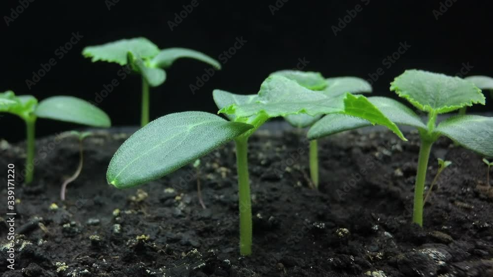 Camera movement past the growing young shoots of cucumber seedlings, macro shooting, hyper laps, time lapse Camera movement past the growing young shoots of cucumber seedlings, macro shooting, hyper laps, time lapse