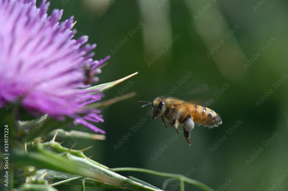 honey bee over a flower honey bee over a flower