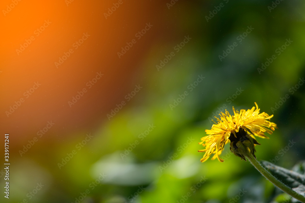 Yellow dandellion on green grass blurred background