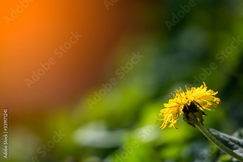 Yellow dandellion on green grass blurred background