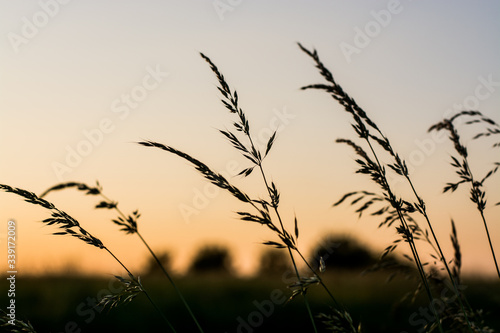Grass silhouette sunset.grass against sunset sky - summer sunset.