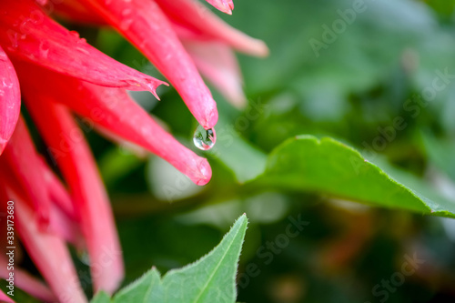 red flower with water drops
