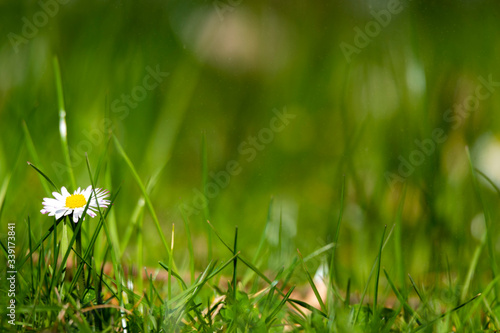 blossom daisy flowers background