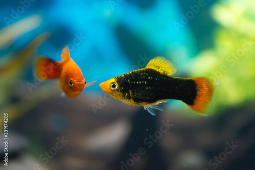 Sweetwater aquarium fishes