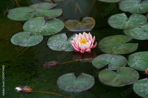 pink water lily