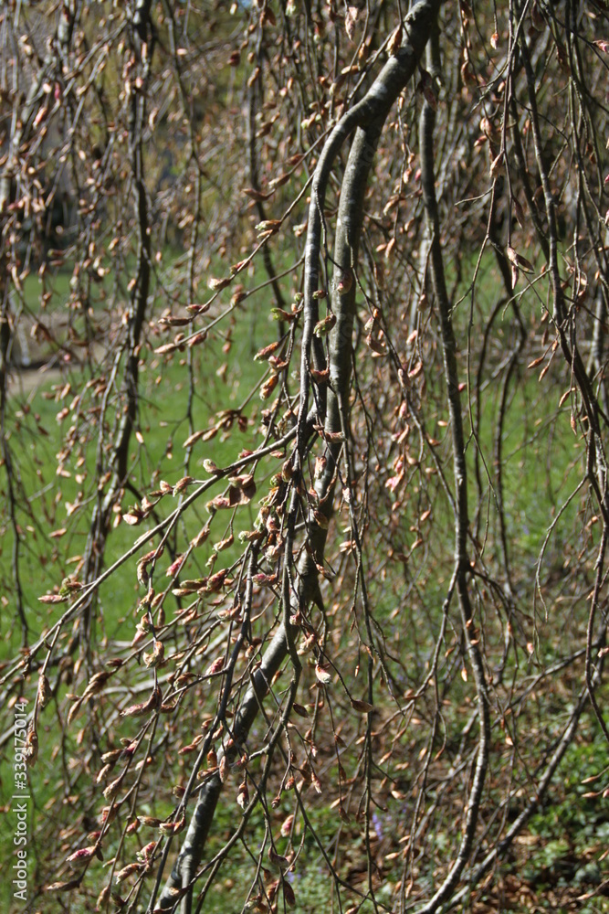 Purple common beech tree hanging spring branches buds Purple common beech tree hanging spring branches buds