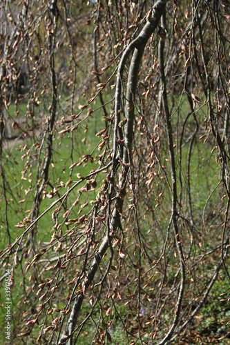 Purple common beech tree hanging spring branches buds 
