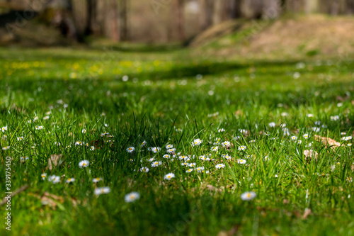 blossom daisy flowers background