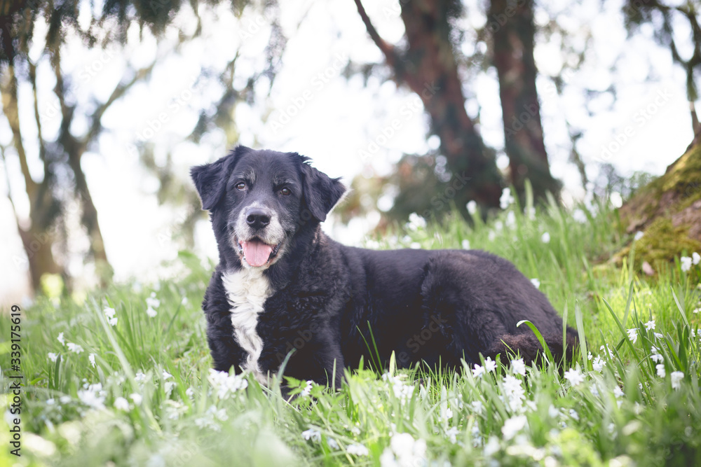 old Dog old Dog