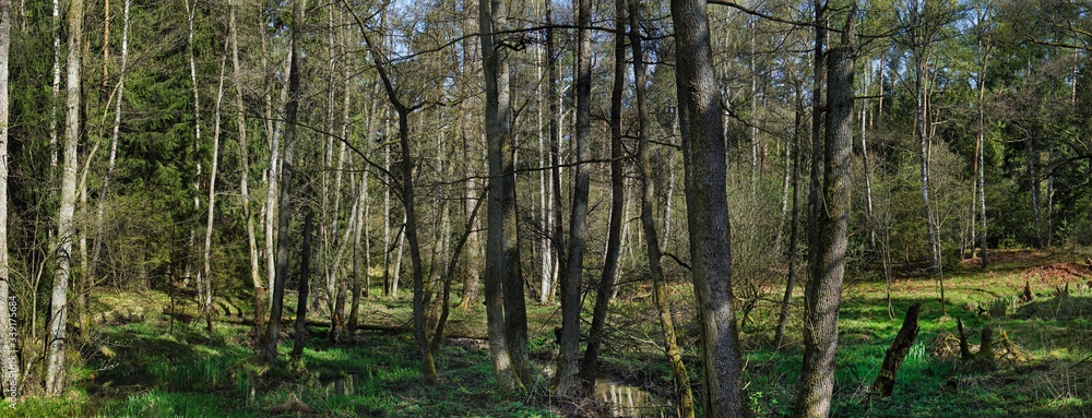 Panorama Mischwald Panorama Mischwald