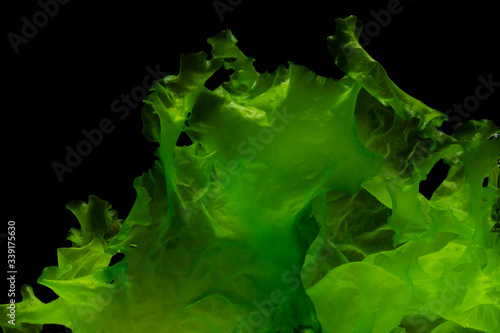 green algae isolated on black background photo