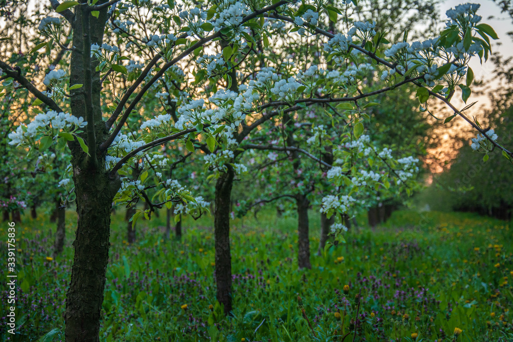 blooming apple orchard