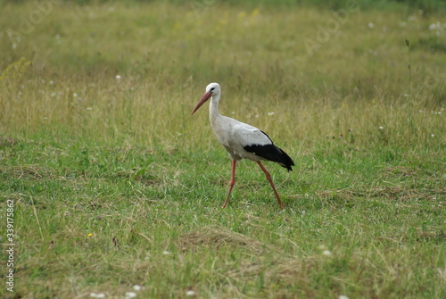 Beautiful European white aist on green summer grass. Summer meadow and aist in search of food.