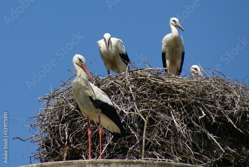 The storks and their little chicks in their nest under a clean and blue sky summer day.