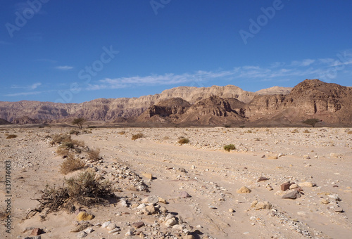 The desert landscape with far dark mountains  rocky sand field  the plants  the blue sky with one white cloud.