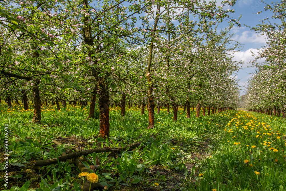 Naklejka premium blooming apple orchard