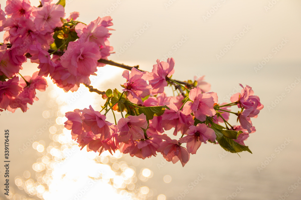 A branch of pink sakura at golden sunrise on the sea. Vertical view.