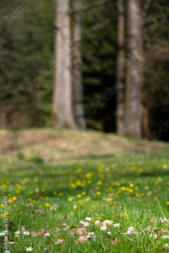 blossom daisy flowers background