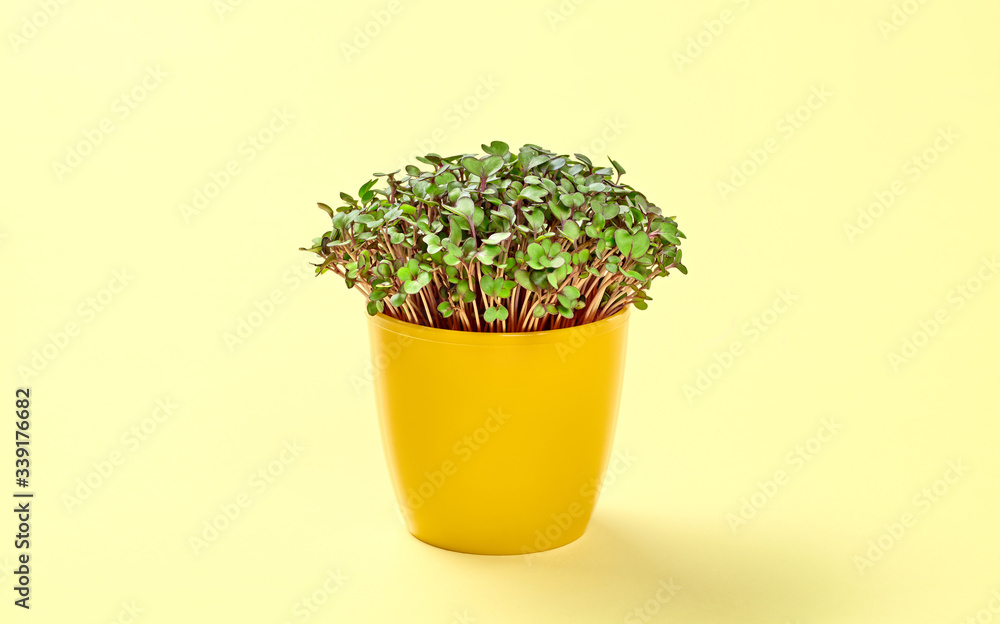 Microgreens cabbage sprouts in pot on yellow background. Minimal monochrome design. Vegan micro kohlrabi cabbage green shoots. Growing healthy eating concept. Sprouted seeds, microgreens Microgreens cabbage sprouts in pot on yellow background. Minimal monochrome design. Vegan micro kohlrabi cabbage green shoots. Growing healthy eating concept. Sprouted seeds, microgreens