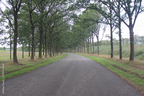 Wallpaper Mural road in the woods Torontodigital.ca