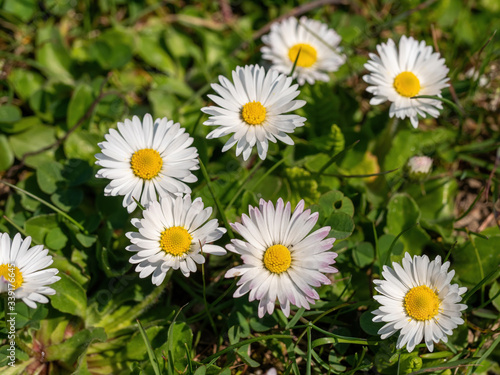 Summer floral background of nature-the flowers of Bellis perennis
