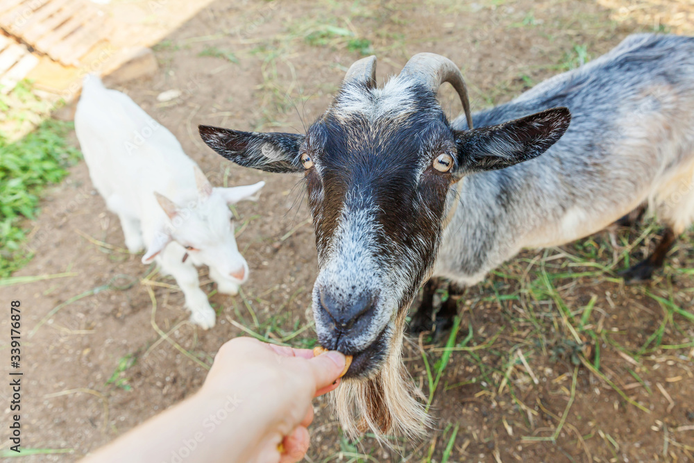 Cute goat relaxing in ranch farm in summer day eating with hand. Domestic goats grazing in pasture and chewing, countryside background. Goat in natural eco farm growing to give milk and cheese. Cute goat relaxing in ranch farm in summer day eating with hand. Domestic goats grazing in pasture and chewing, countryside background. Goat in natural eco farm growing to give milk and cheese.