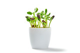 Microgreens sprouts in pot isolated on white background. Vegan micro sunflower greens shoots. Growing healthy eating concept. Sprouted sunflower seeds, microgreens, minimal design