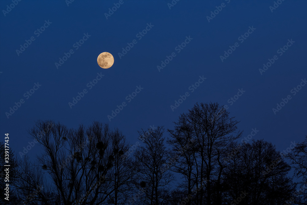 yellow full moon in the blue night sky behind a row of silhouettes of trees without leaves in a clear winter night yellow full moon in the blue night sky behind a row of silhouettes of trees without leaves in a clear winter night